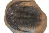 Spectacularly Preserved Acadoparadoxides Trilobite #339408-1